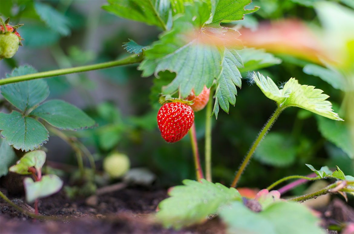 Crop Production